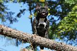 BOULEDOGUE FRANCAIS 559
